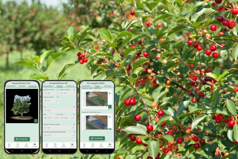 SmartCherry e iAgro: l’innovazione digitale per le ciliegie IGP di Lari in Toscana