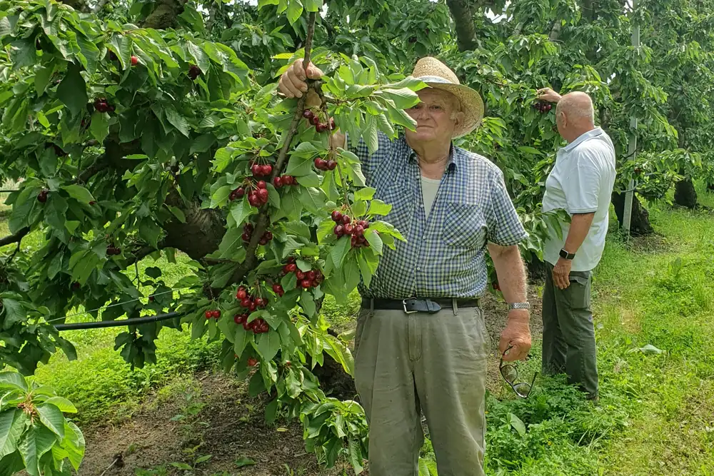 Technologies in cherry cultivation: the need for data-driven management