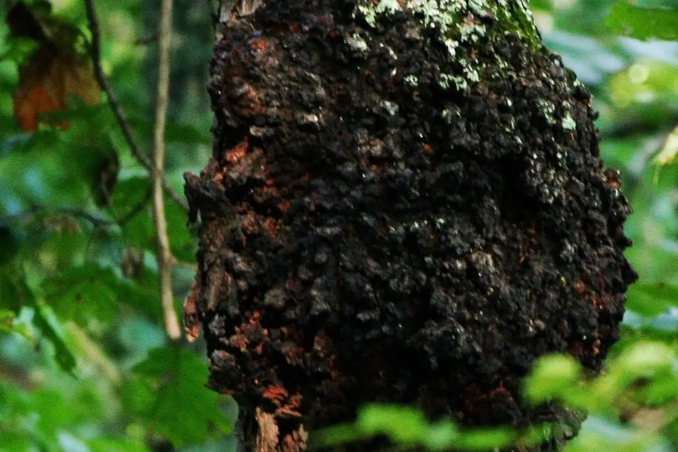 Tumore del colletto del ciliegio: prima segnalazione del patogeno Agrobacterium larrymoorei in Corea del Sud