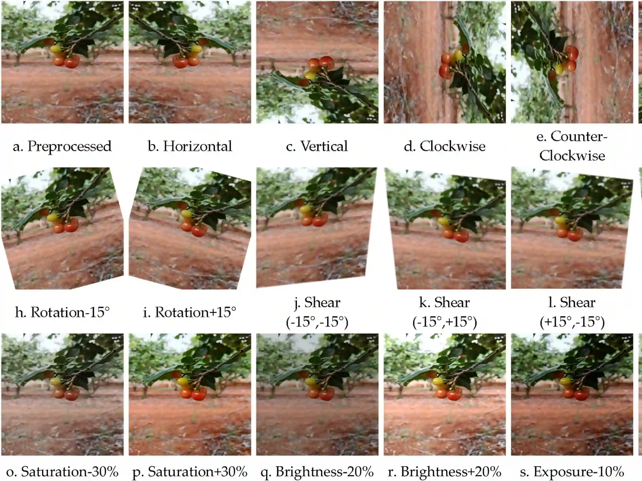 Rilevamento in tempo reale della maturazione delle ciliegie grazie ad un nuovo algoritmo sviluppato in Cina
