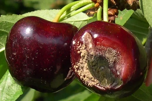 Alternaria Alternata: emergenza marciume nelle ciliegie dolci in Cina e rischi alimentari