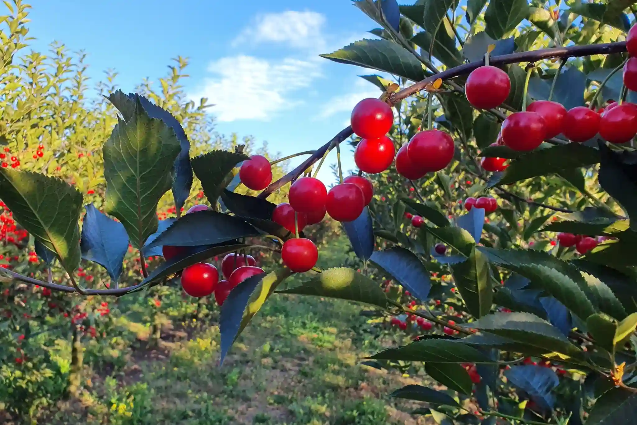 L’amarena come ingrediente funzionale: evidenze scientifiche e criticità
