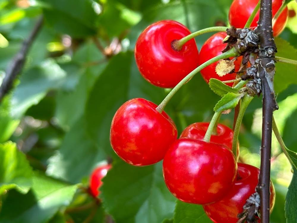 Sour cherry crisis: decline of growers in Michigan to only 253 by 2022