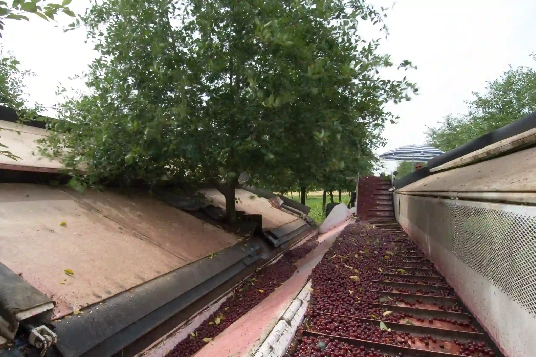 Con il marchio True Tart™ gli USA puntano a sviluppare e difendere l'industria delle amarene