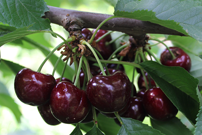 Mundoagro Capacita: great success for course on stress reduction in cherry trees