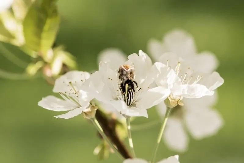 Pesticide exposure for wild bees: Oregon study reveals hidden risks