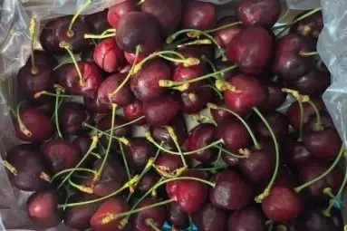 Areko consolidates its commercial potential with excellent post-harvest results