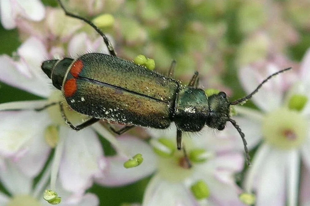 Biodiversity in Chilean orchards boosts yield and fruit quality