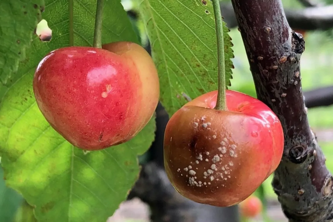 Biopesticidi contro Monilinia laxa: studio sull'efficacia nel controllo del marciume bruno