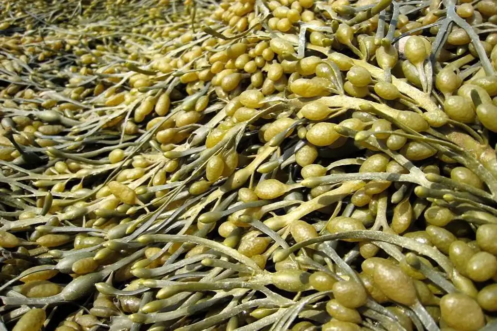 Seaweed biostimulants for cherry trees: more fruit, better quality, less stress