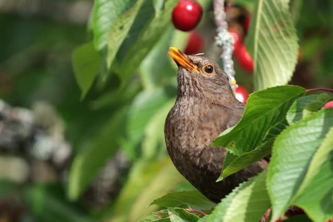 11 metodi naturali per proteggere alberi da frutto e ortaggi dai merli senza veleni