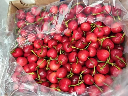 Cherry varieties with low chilling requirements: Bloom Fresh's answer to climate change