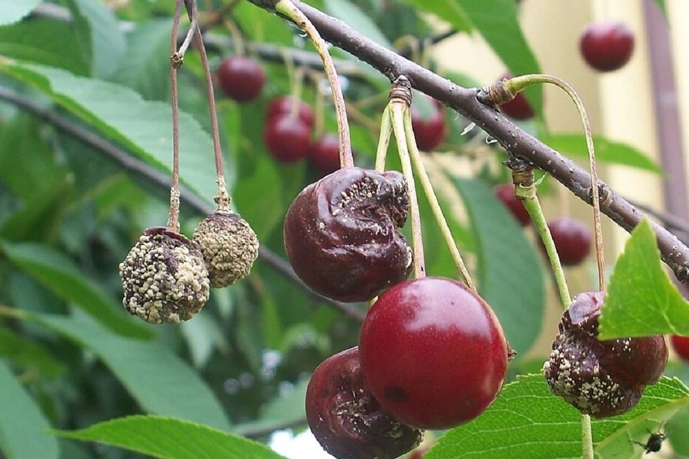 Botrytis can be much more aggressive than Alternaria in cherry blossoms and fruit