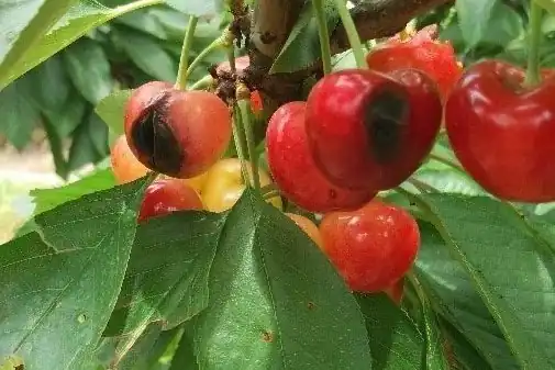 Ciliegie cilene a rischio: Botrytis minaccia la raccolta, interventi urgenti nei frutteti