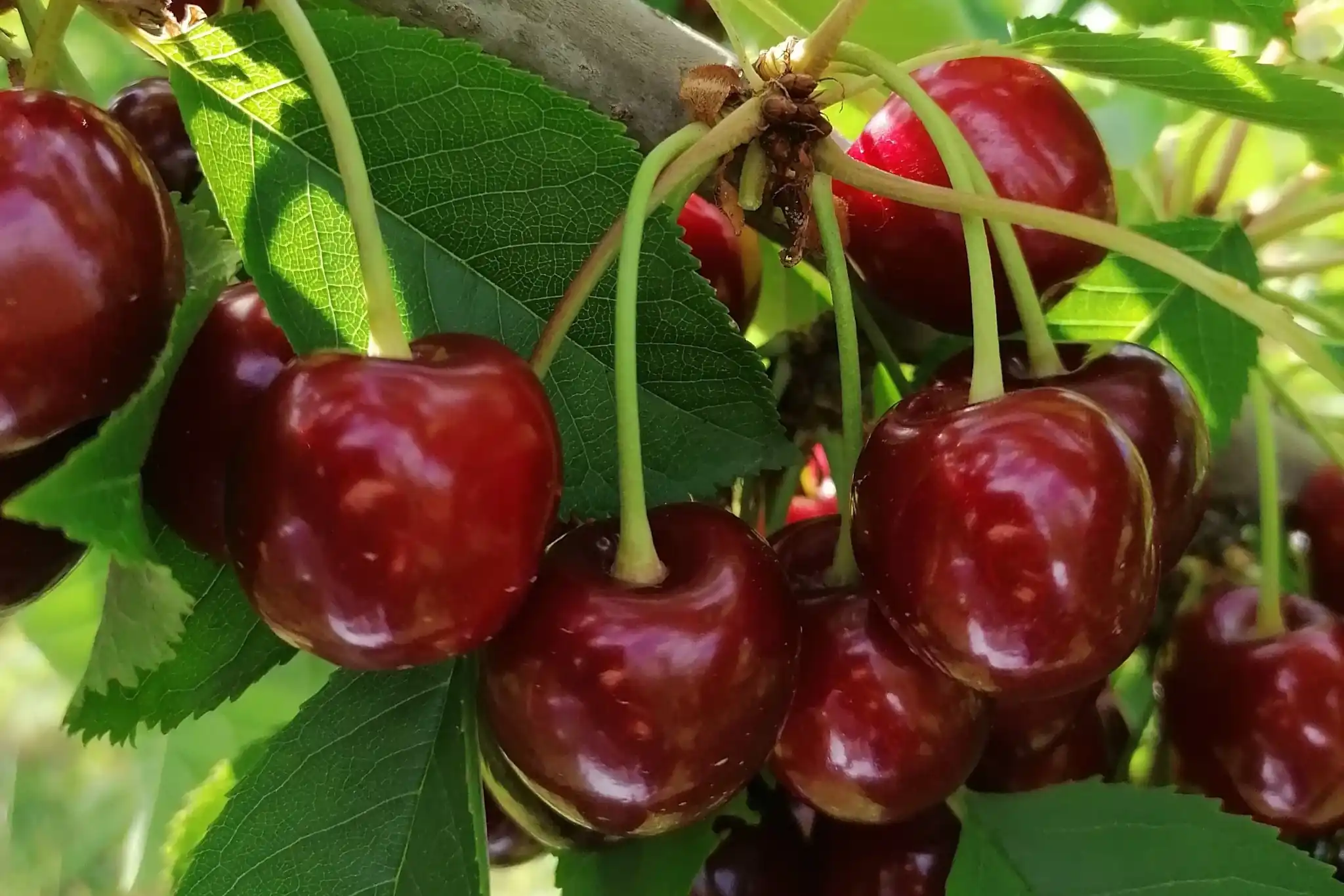 Canada cherries: innovation and PVP drive global competitiveness