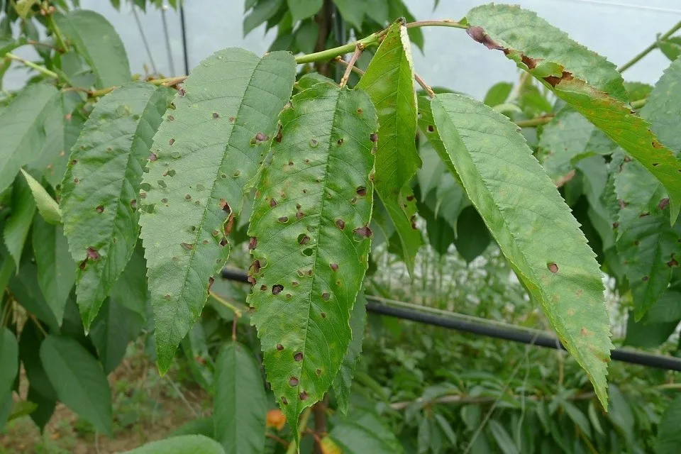 Cancro batterico e oidio del ciliegio: dalla ricerca americana nuove soluzioni di difesa in arrivo