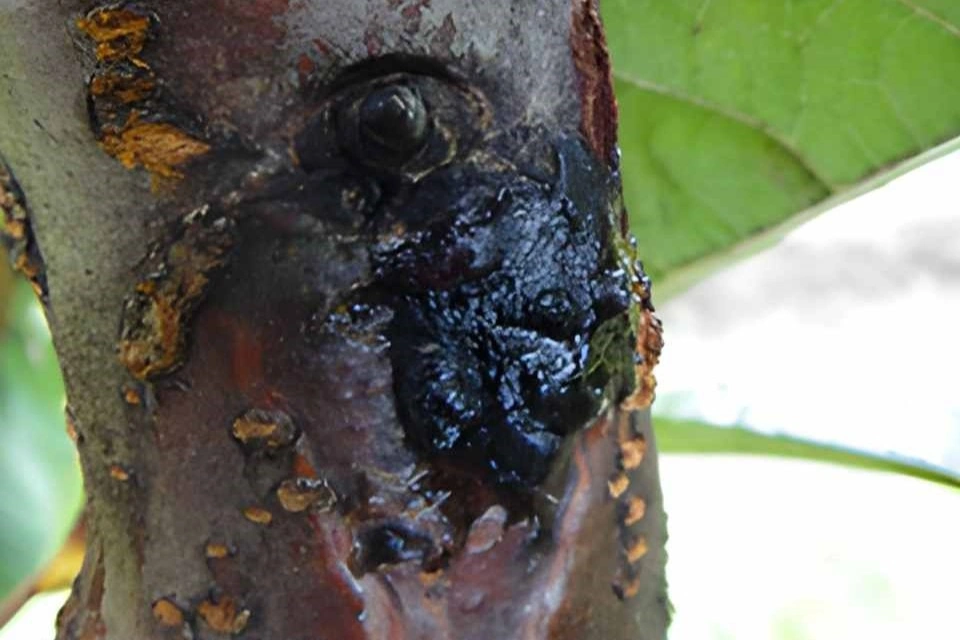 Gestione sostenibile della difesa al cancro batterico nel ciliegio