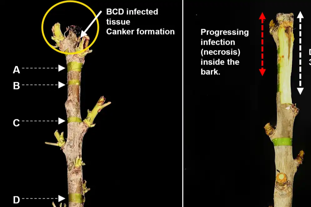 Come rimuovere efficacemente cancro batterico e patogeni affini dai ceraseti 