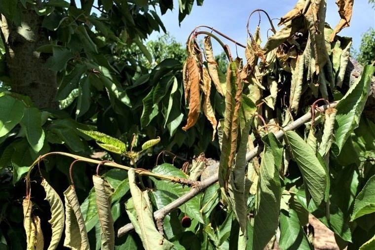 Cherry bacterial canker: bacteriophages against Pseudomonas syringae