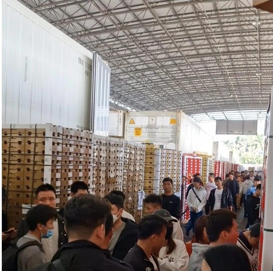 Ciliegia cilena in Cina: dai 140 ai 400 pallet al giorno tramite trasporto aereo