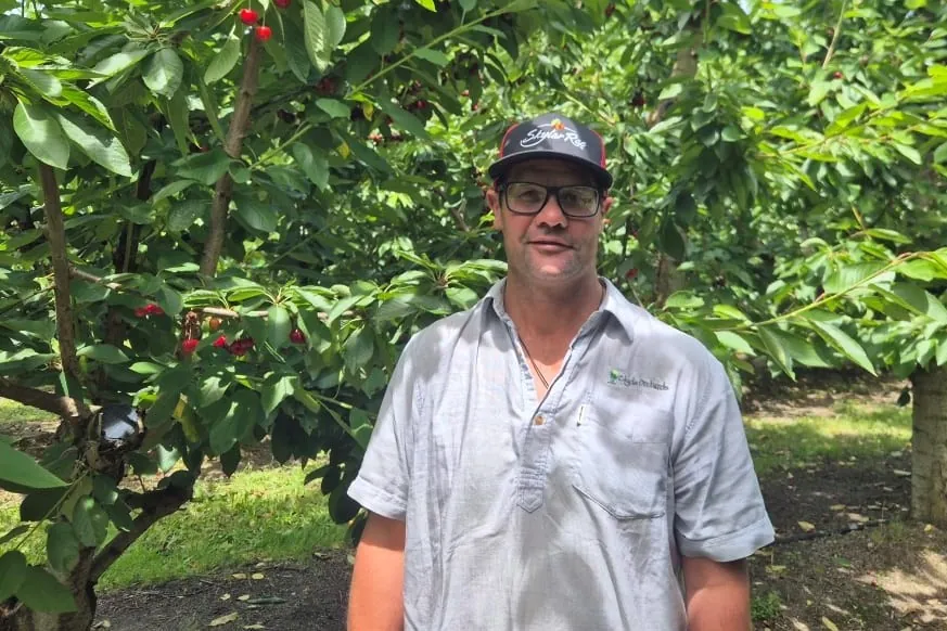 From Central Otago to Asia: premium cherries from Clyde Orchards