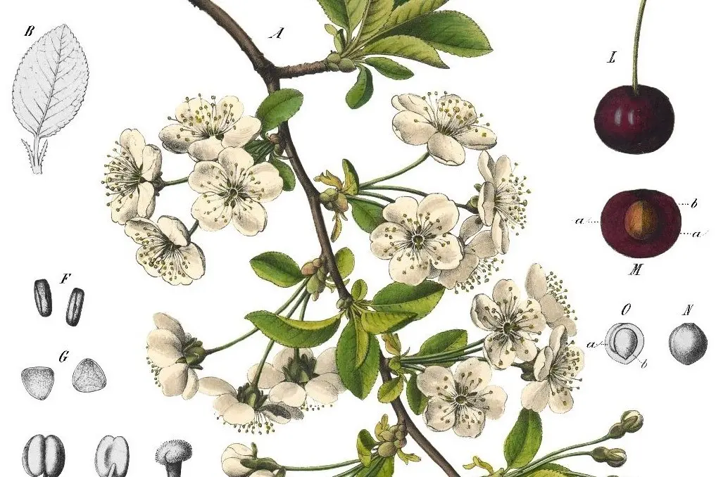 Cherry genome and diversity: China-France research on Cerasus evolution