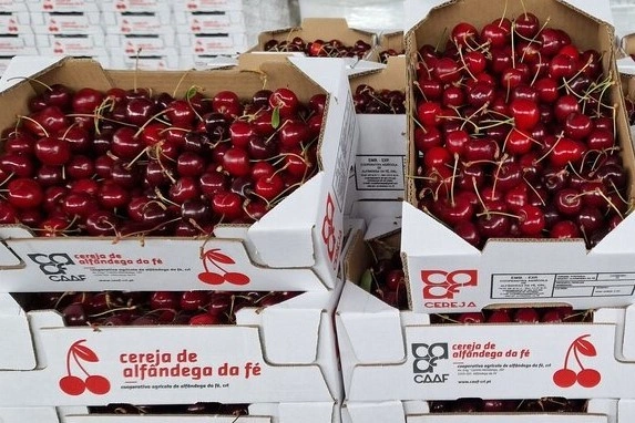 The Portuguese cherry Cereja de Alfândega da Fé becomes a PGI