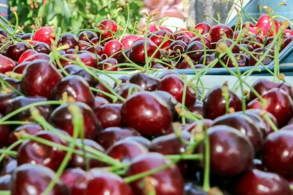 Post-harvest problems: the challenges of the cherry industry