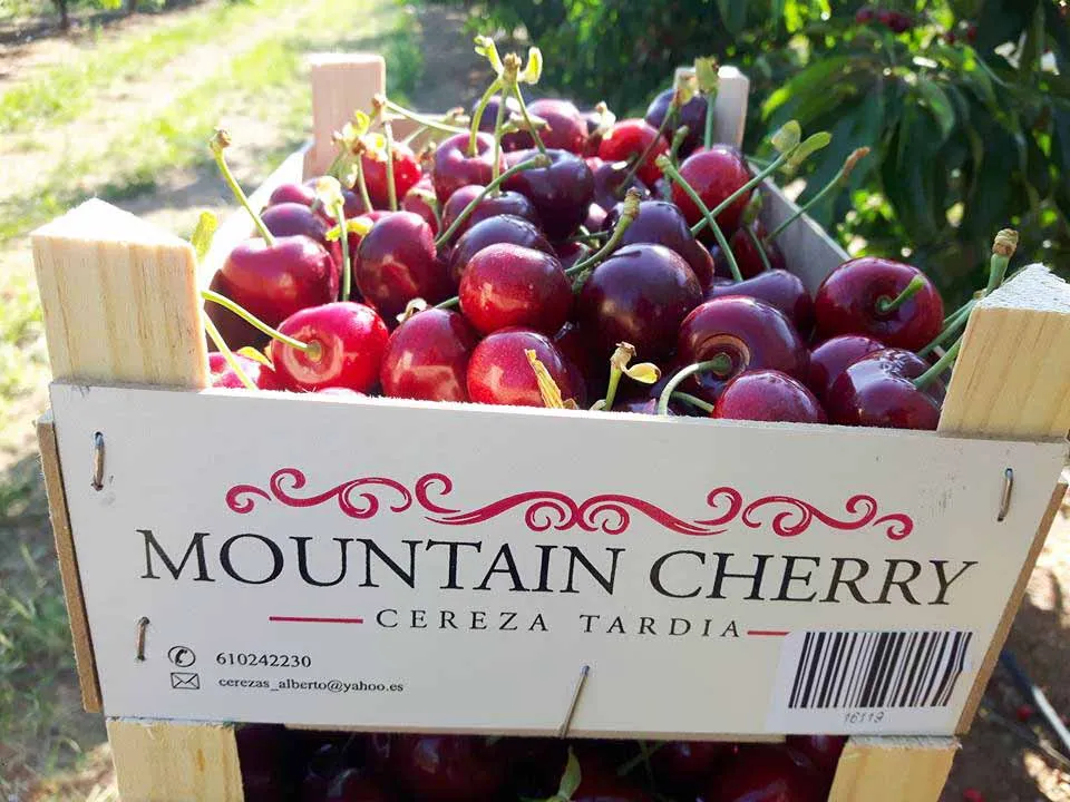 Late-ripening cherries: the advantages of Calatayud varieties