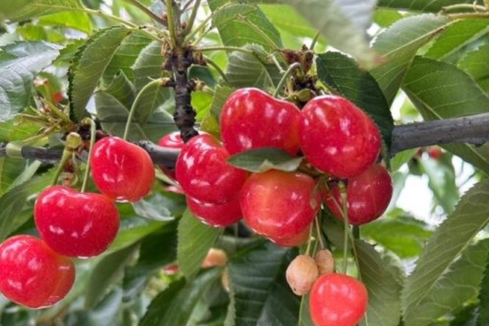 The new bicolor variety Cheery Glow is gaining ground in Chile: the rollout begins with 200 hectares