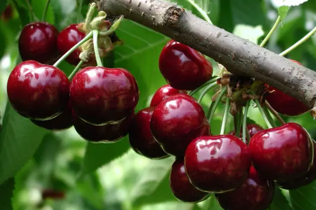 Extending sweet cherry shelf-life: factors influencing preservation