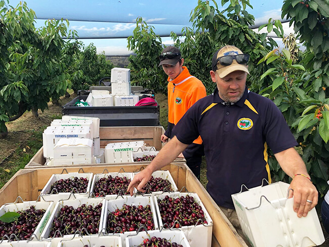 Real-time data: how Cherries Tasmania Orchards optimises harvesting with AgPick