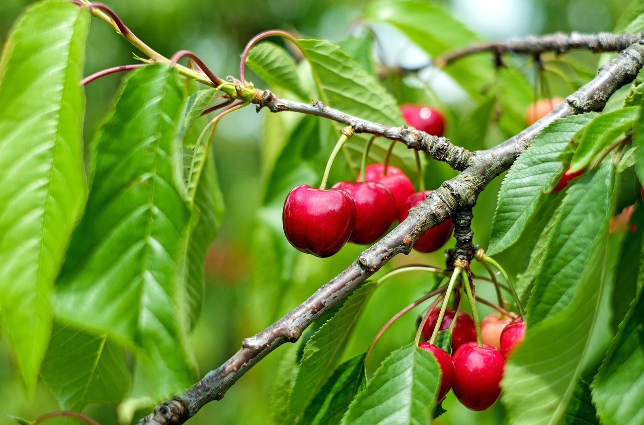 Cherry market: a global analysis of harvest trends