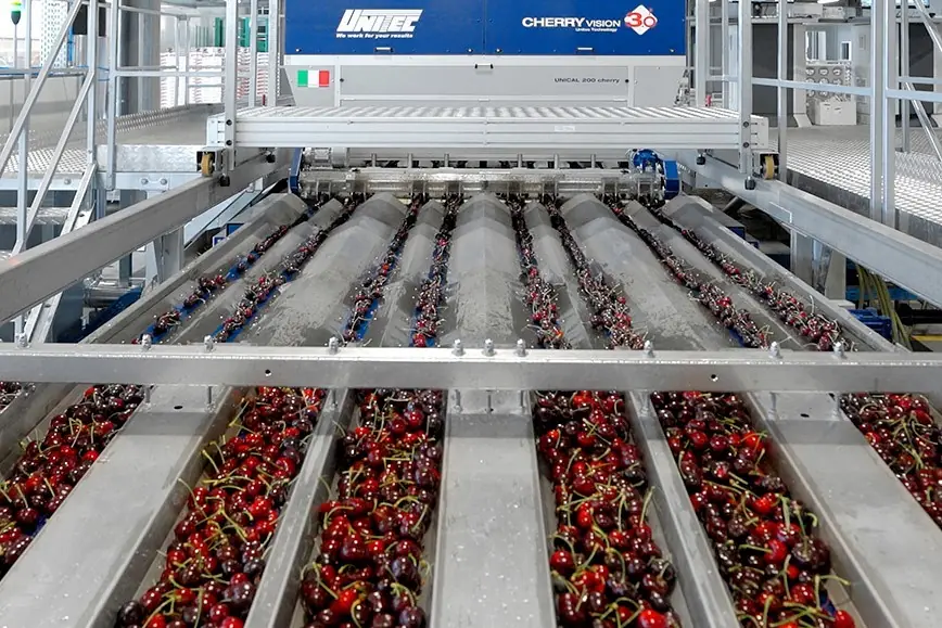 Cherry 2026 in Adelaide: the conference shaping the future of Australian cherries