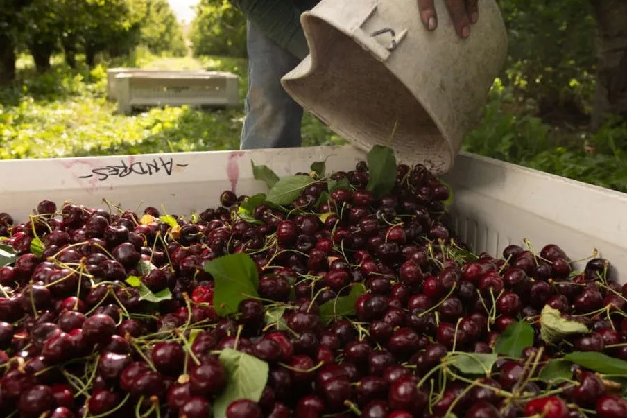 Cherry industry faces harsh season: Yakima forum to tackle pricing and oversupply issues
