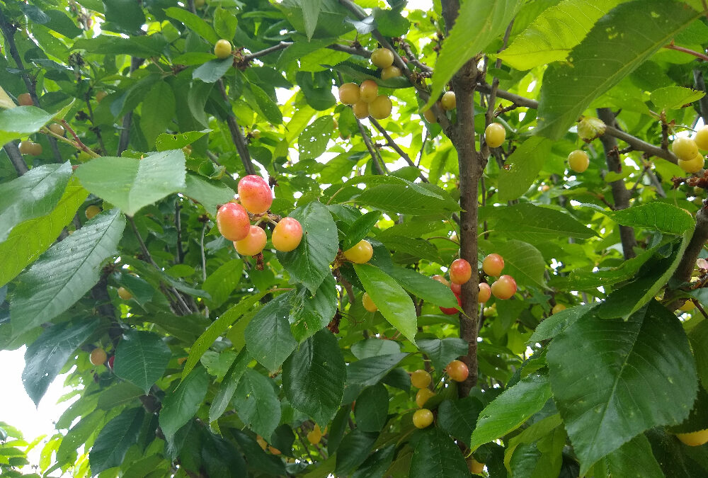California cherries: the state recovers after the disappointments of the 2023 season