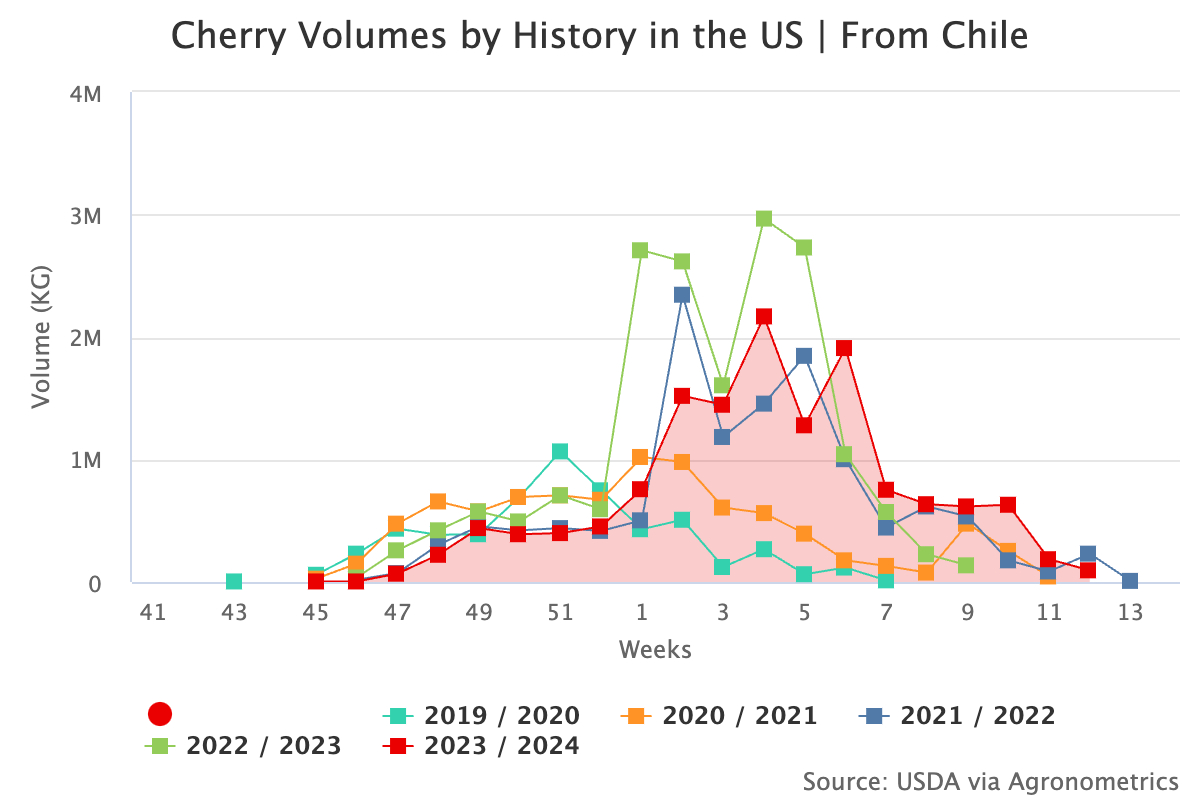 International standards and automation: +7.4% for Chilean cherry exports in the 2024/25 season