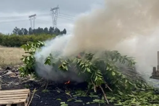Nuovo caso di propagazione illegale della varietà di ciliegio Tip Top
