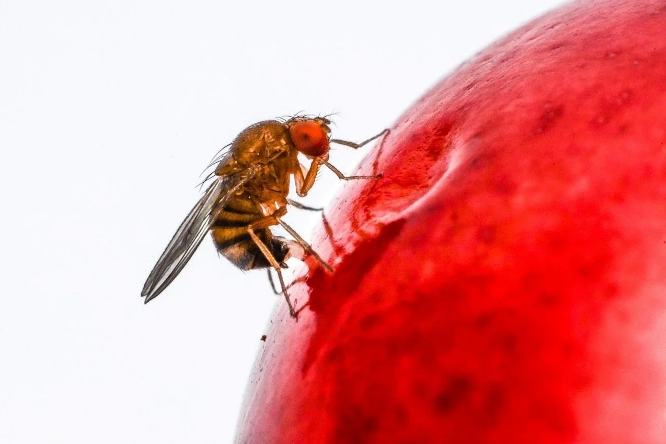 La tecnica dell'insetto sterile per il controllo integrato di Drosophila suzukii nel ciliegio