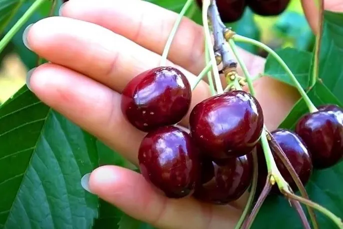 Growing cold-hardy cherry trees in Russia: varieties for colder areas