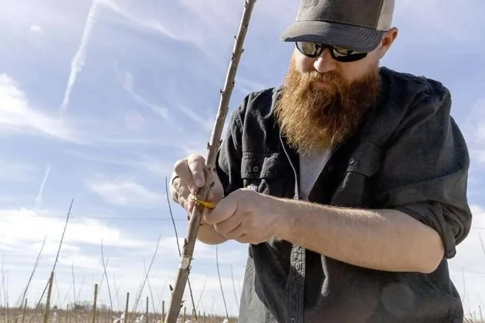Washington cherries productive by year three: the Goldy system for high-yield branching