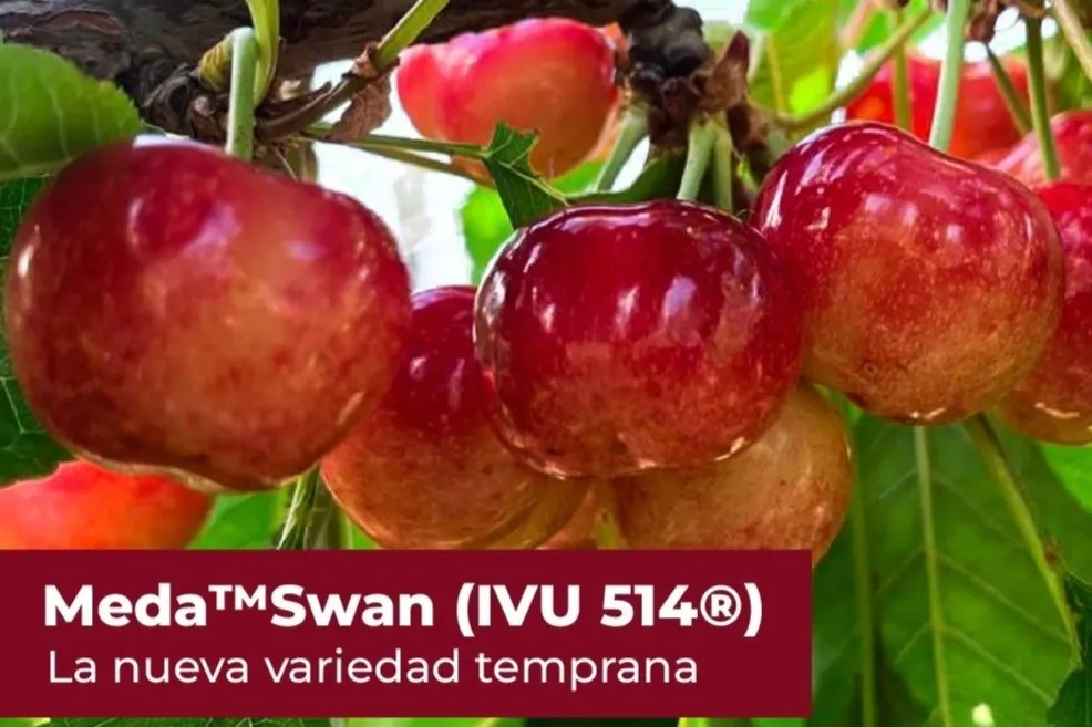 Meda Swan - IVU 514®, a new variety of early-harvesting two-coloured cherry
