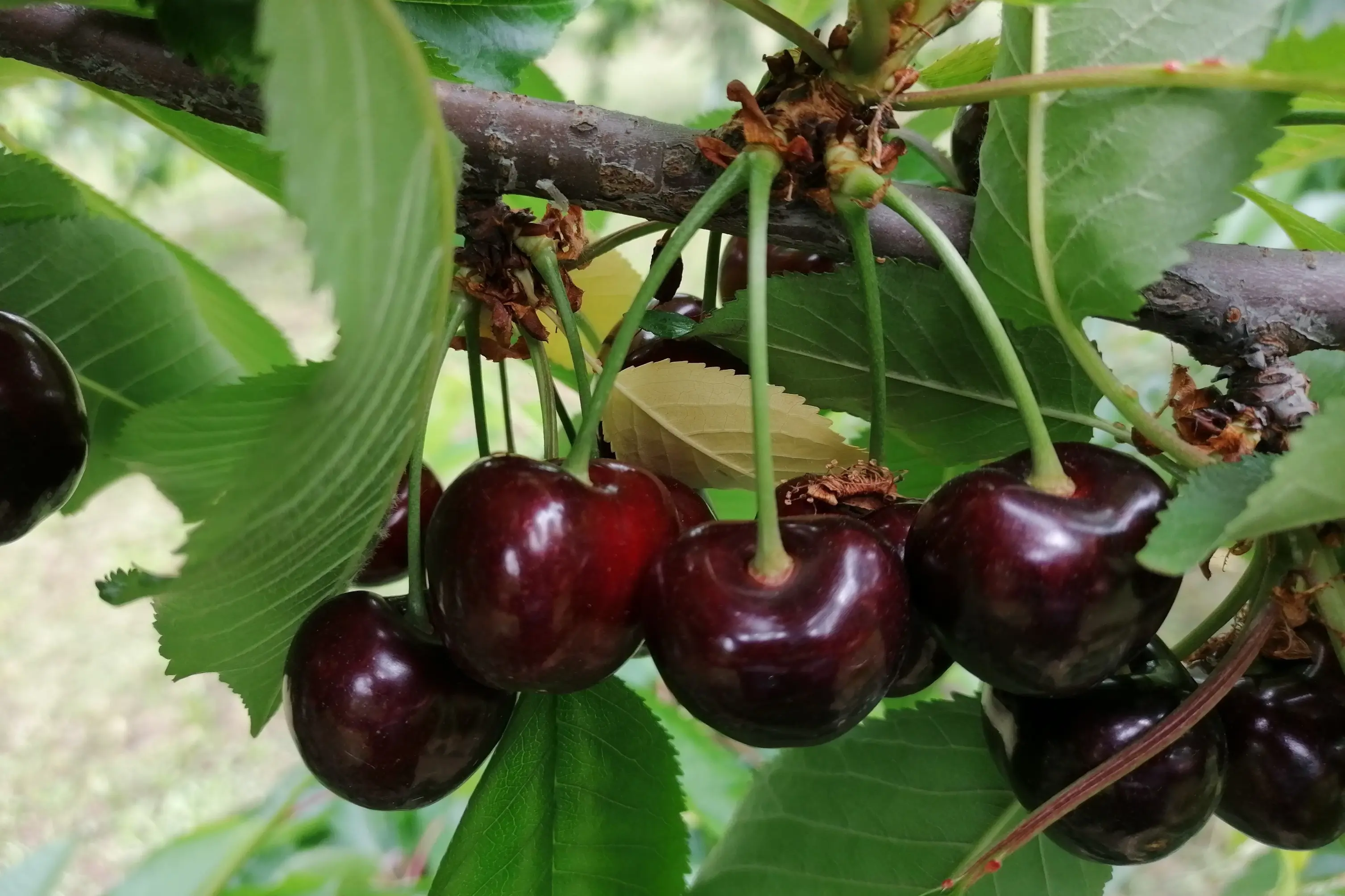 Seminar on early-season cherries: Mendoza showcases its potential and paves the way for a more competitive sector