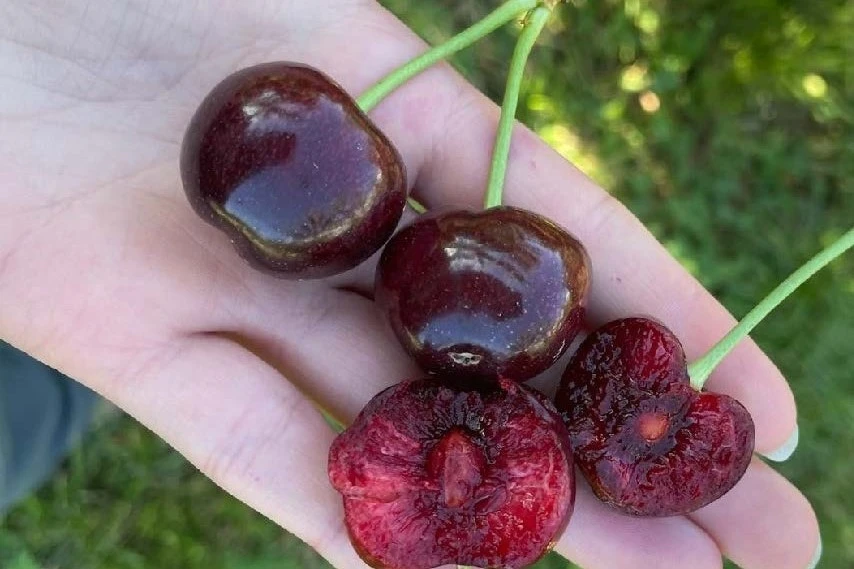 Update on WSU cherry breeding programme: new varieties on the way