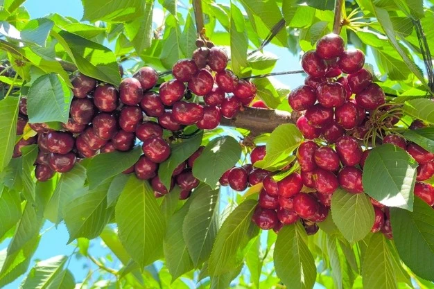 British Columbia cherries: 2025 shaping up to be a record season with strong export demand