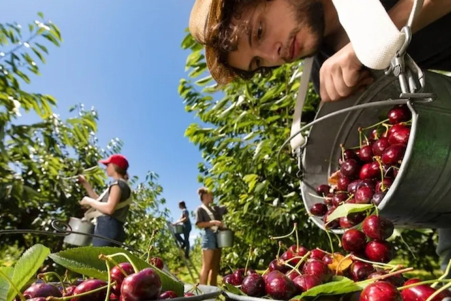 Ciliegie della British Columbia: stagione 2025 promettente tra qualità e passione