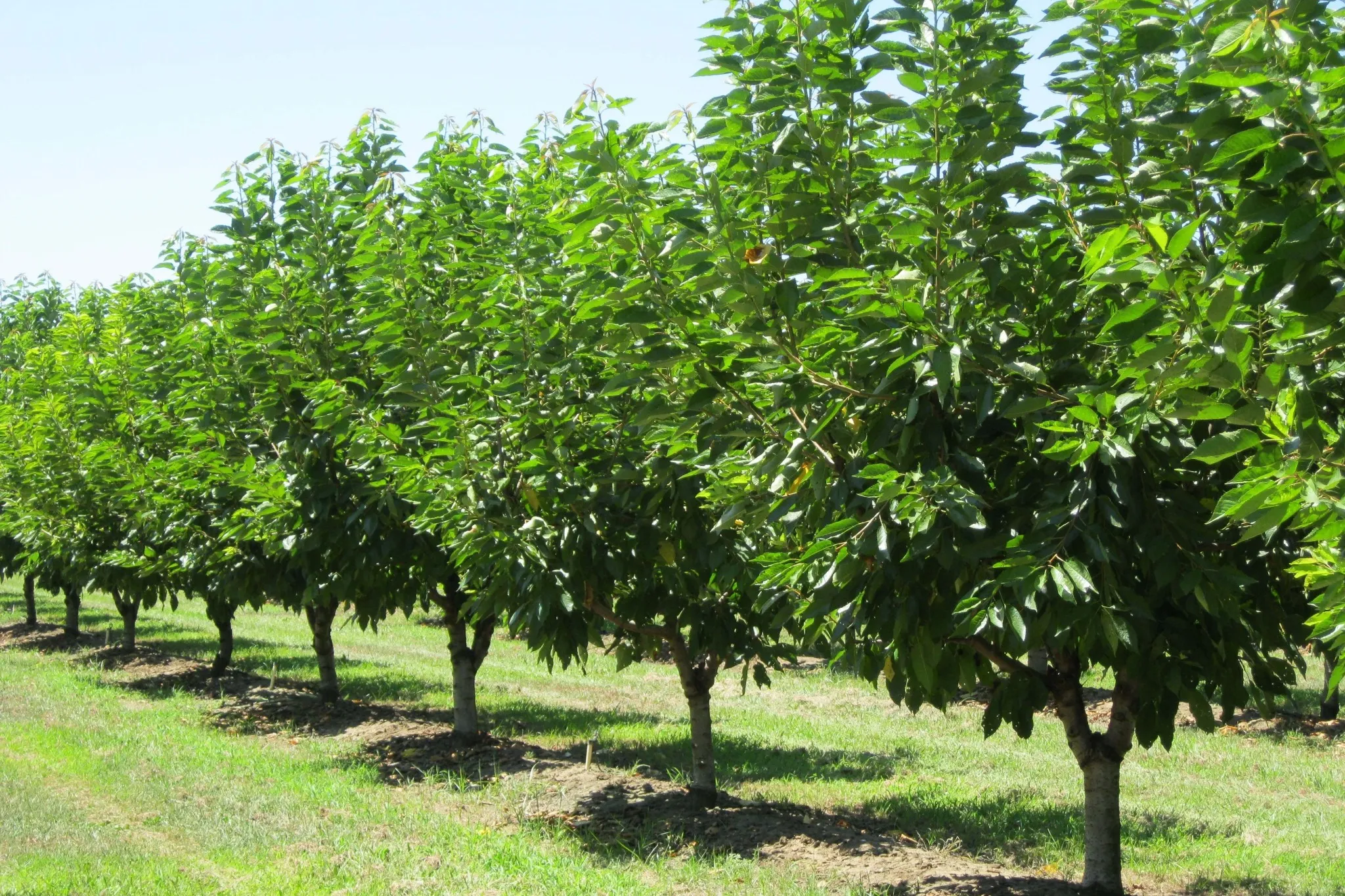 California: produzione di ciliegie dimezzata per il clima estremo