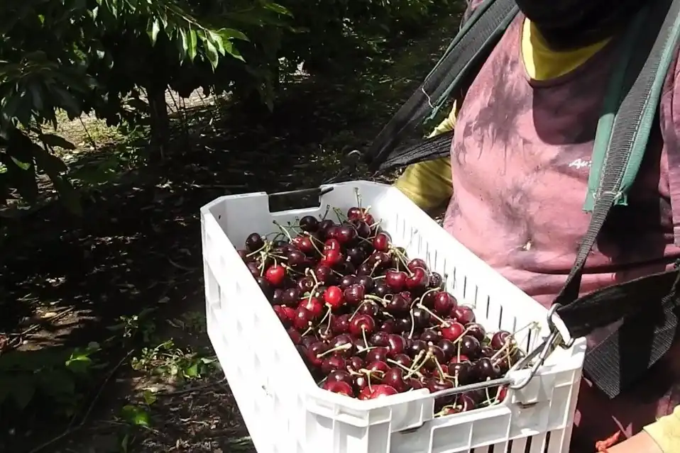 Produzione ciliegie in calo in Cile: -16 milioni di casse e nuovi scenari di mercato