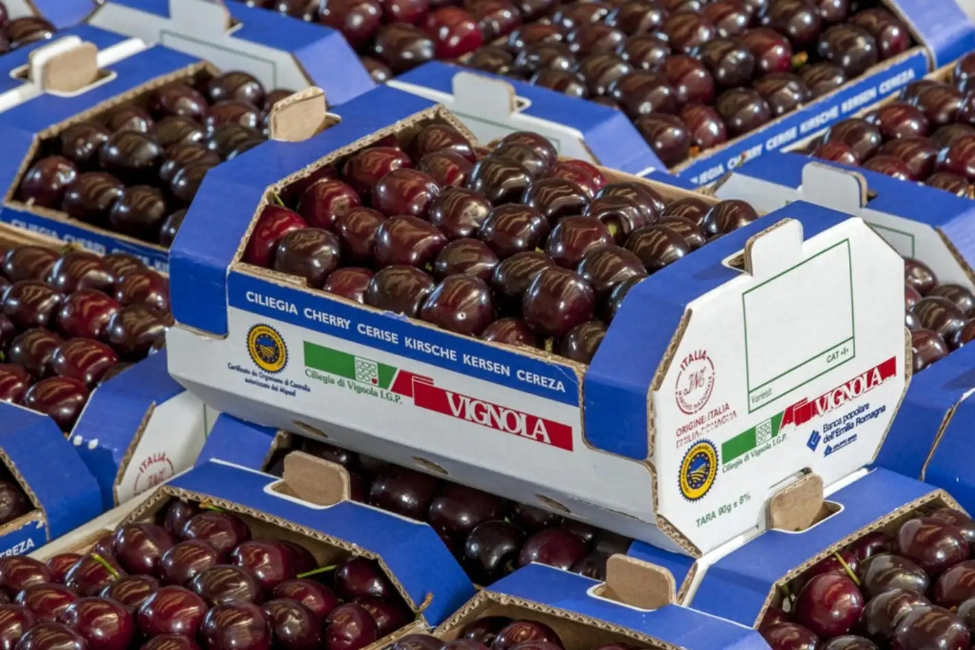 Consumo di ciliegie UE in crescita: il  2024 anno record dell’ultimo decennio