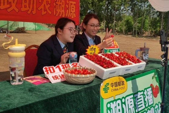 Ciliegie di Taishan (Cina) 2025: e-commerce, logistica e live streaming per la frutta del futuro